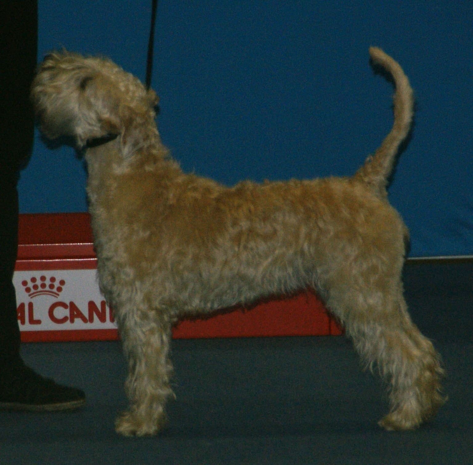 A wheaten-colored Soft Coated Wheaten Terrier stands in full side profile against a plain blue backdrop, its silky wavy coat visible.