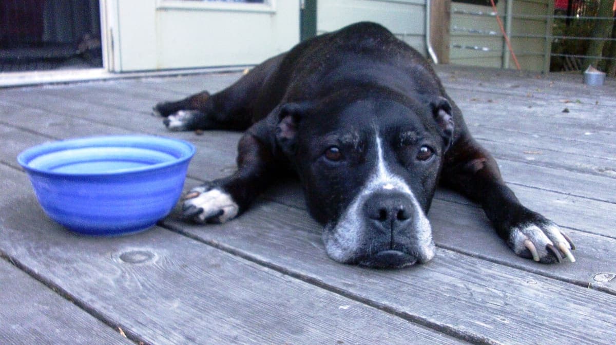 A black-and-white Staffordshire Bull Terrier lies resting on a wooden deck, offering a close, relaxed view of its face.