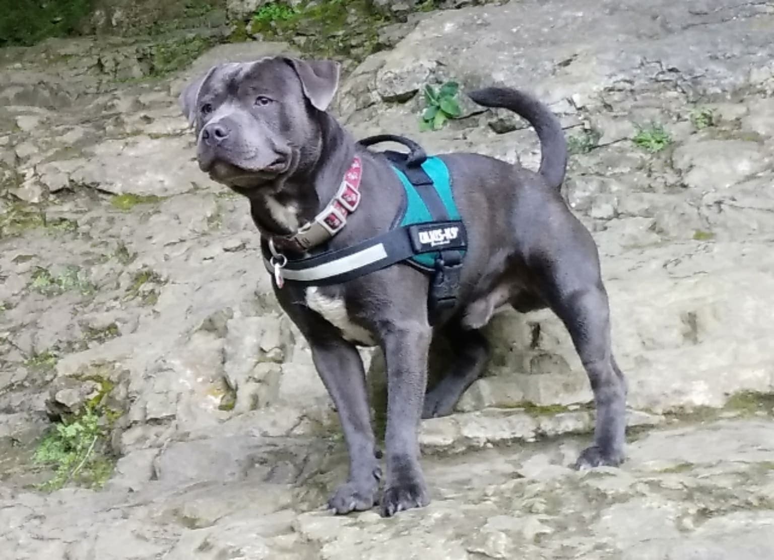 A blue-grey Staffordshire Bull Terrier stands alert on a rocky outdoor slope, its full muscular body visible while wearing a harness.