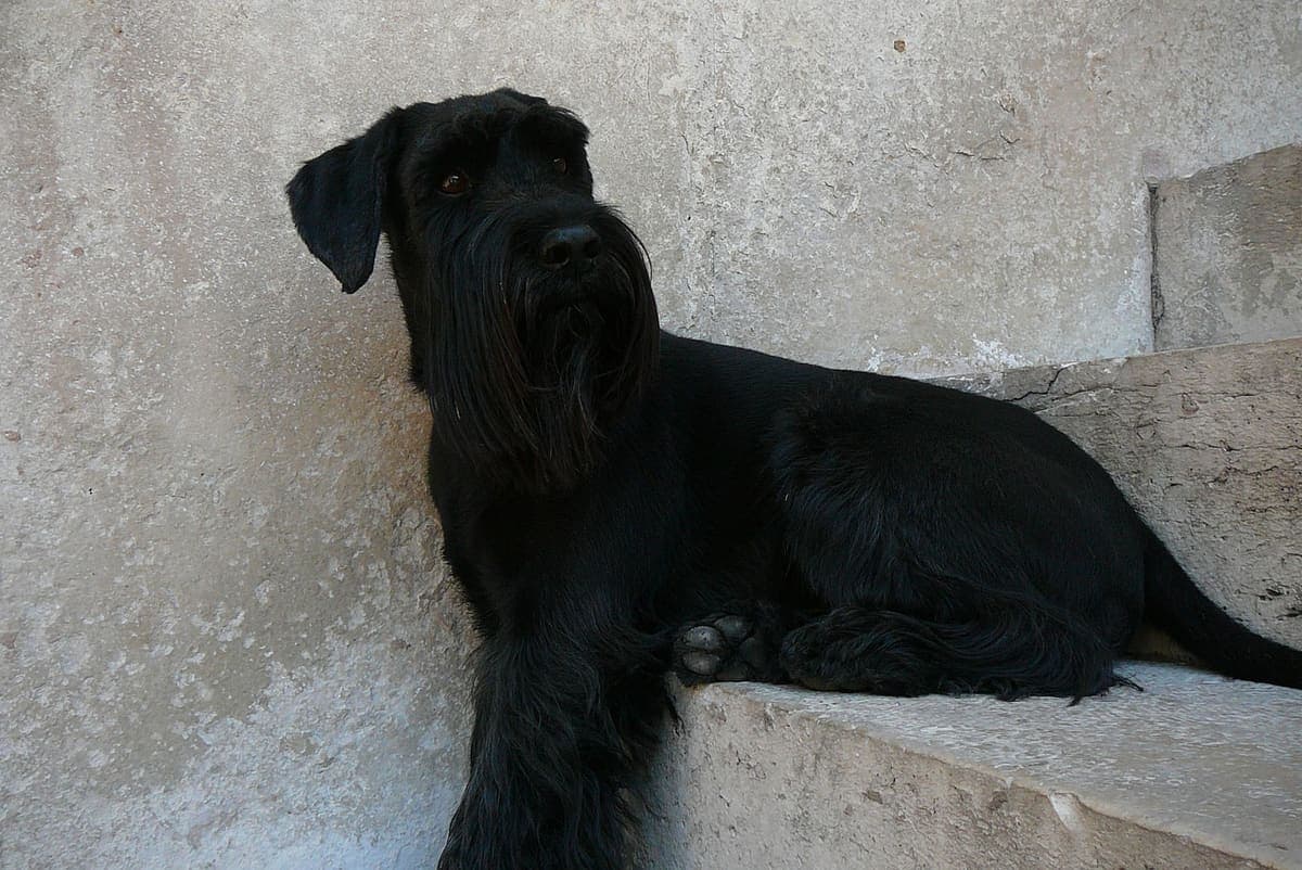 A solid black Standard Schnauzer lies on stone steps against a weathered stone wall, looking at the camera.