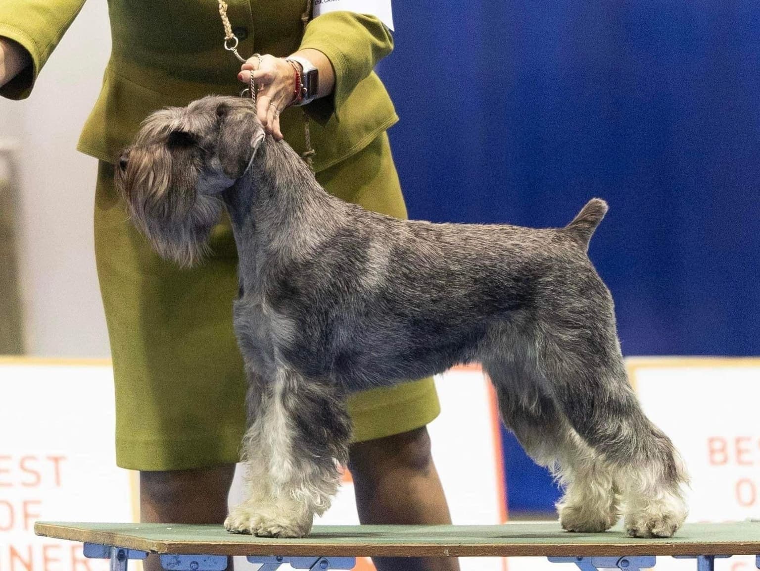 A pepper-and-salt Standard Schnauzer stands in full-body profile with a wiry beard and cropped ears, on an indoor show floor.