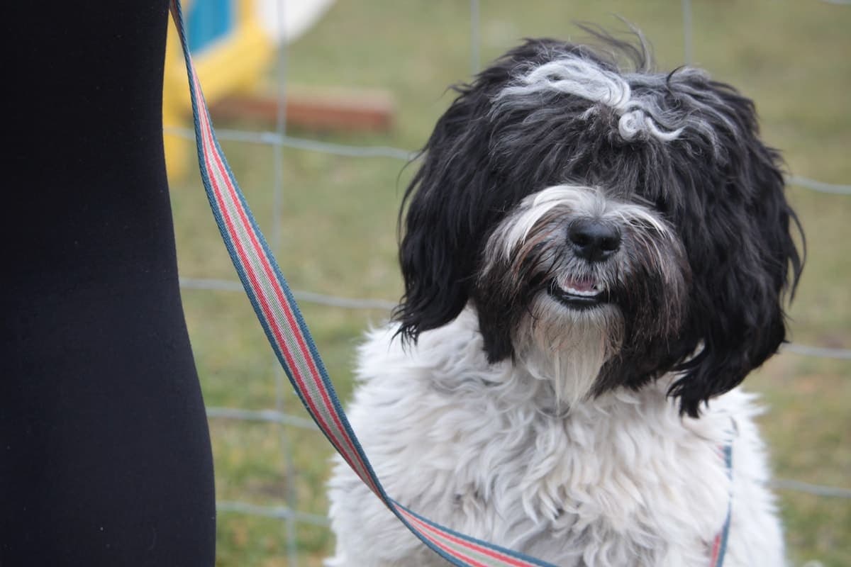 Close-up of a black-and-white Tibetan Terrier's face outdoors, its long hair falling over the eyes and a curled white forelock.