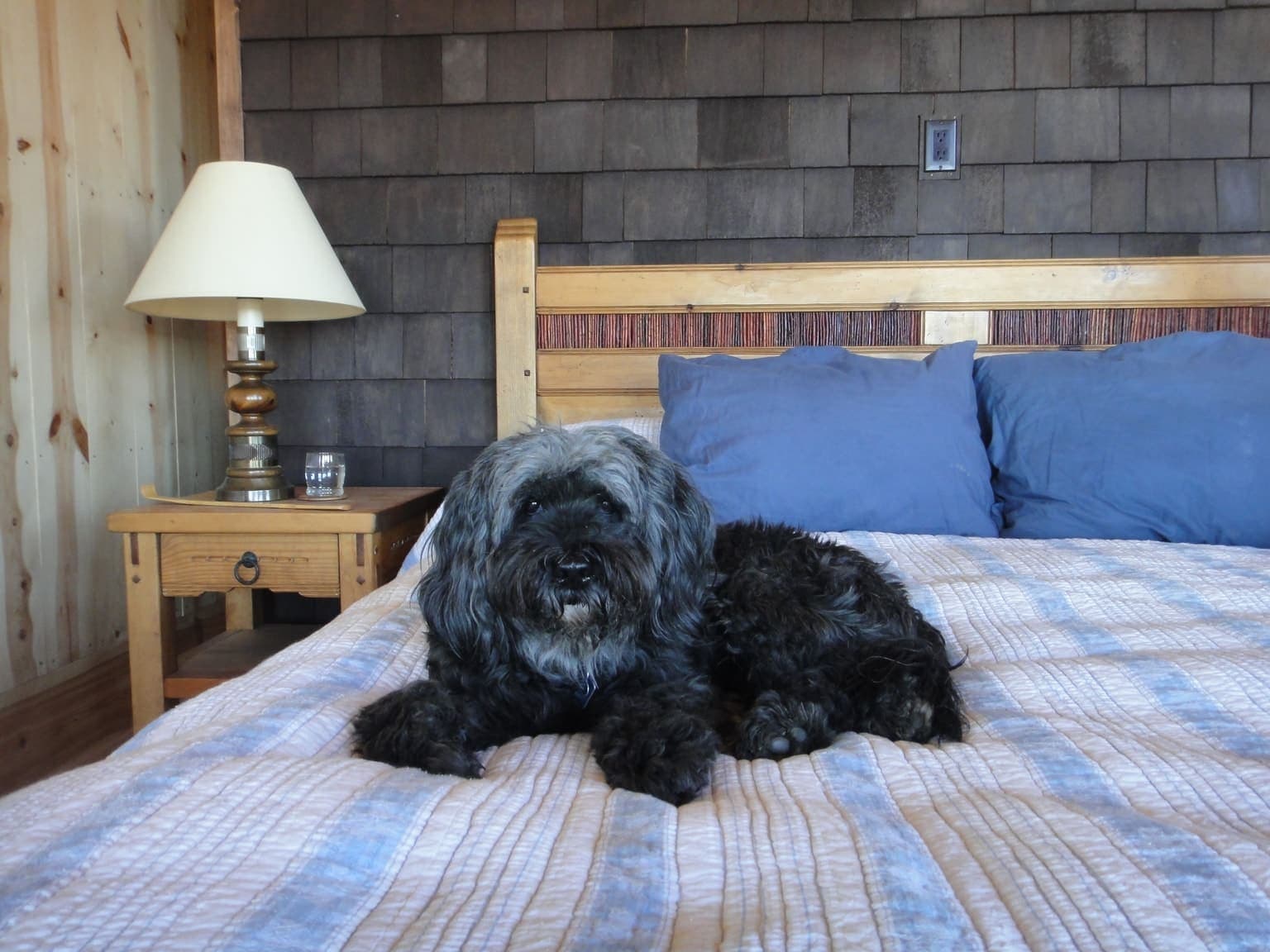 A grey-and-black Tibetan Terrier lies on a bed indoors, its shaggy double coat and dark eyes visible as it looks at the camera.