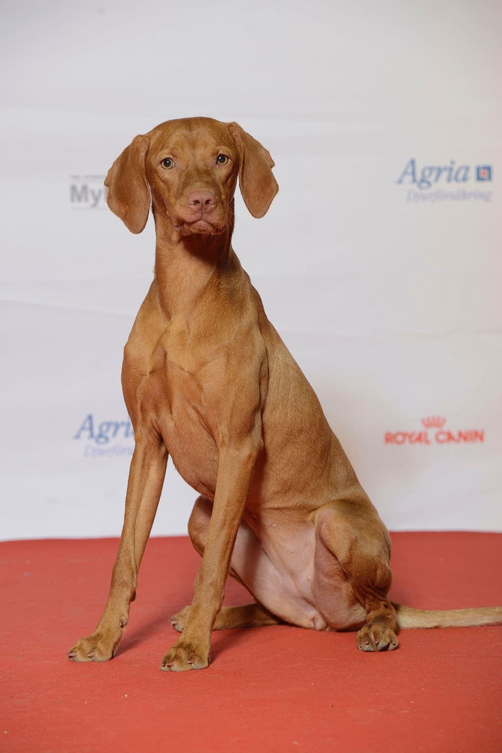 A rust-colored Vizsla sits facing the camera against a plain studio backdrop, ears folded and eyes attentive.