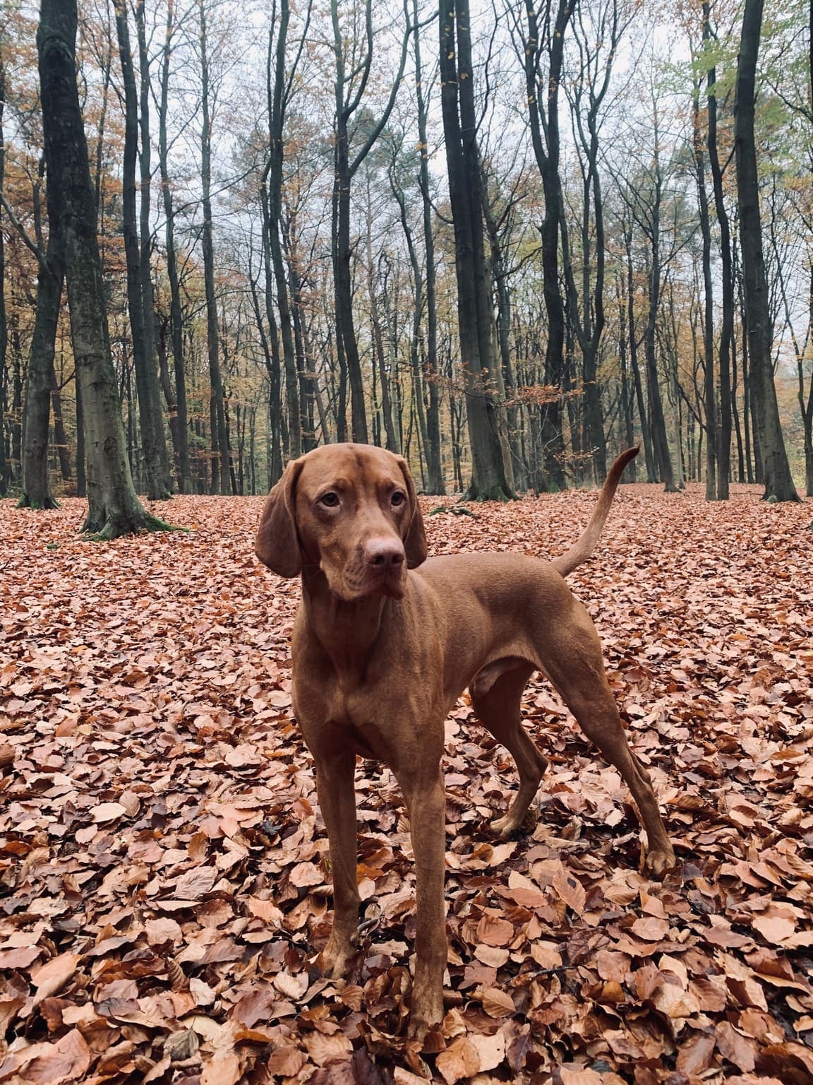 A rust-colored Vizsla stands alert amid autumn leaves in a forest, its sleek short coat and lean build fully visible.