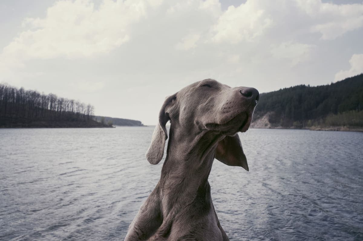 Close-up of a Weimaraner's head and neck against a lake and forested hills, showing a different angle and scenic outdoor setting.