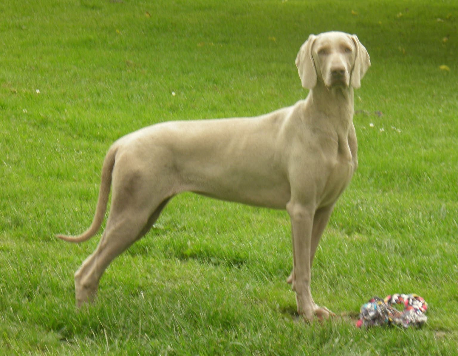A Weimaraner stands in full profile on green grass, its sleek silver-grey coat and lean athletic build clearly visible.