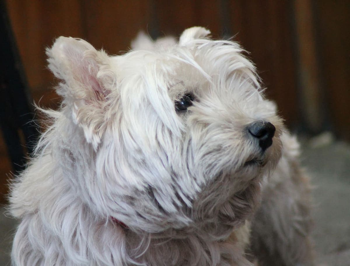 Close-up of a West Highland White Terrier's shaggy white face and pricked ears, outdoors.
