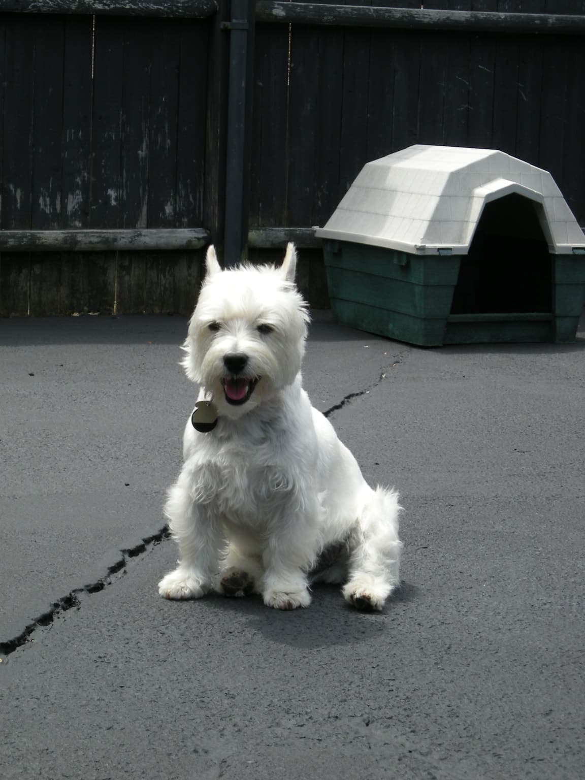 A white West Highland White Terrier sits full-body on pavement with mouth open, a dog house visible behind it.