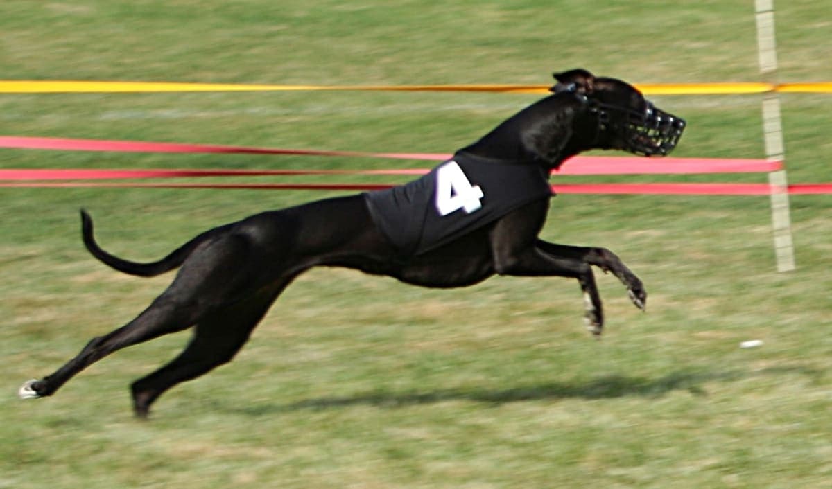 A black Whippet in a muzzle and racing jersey leaps low over the grass at full stretch, captured mid-stride.