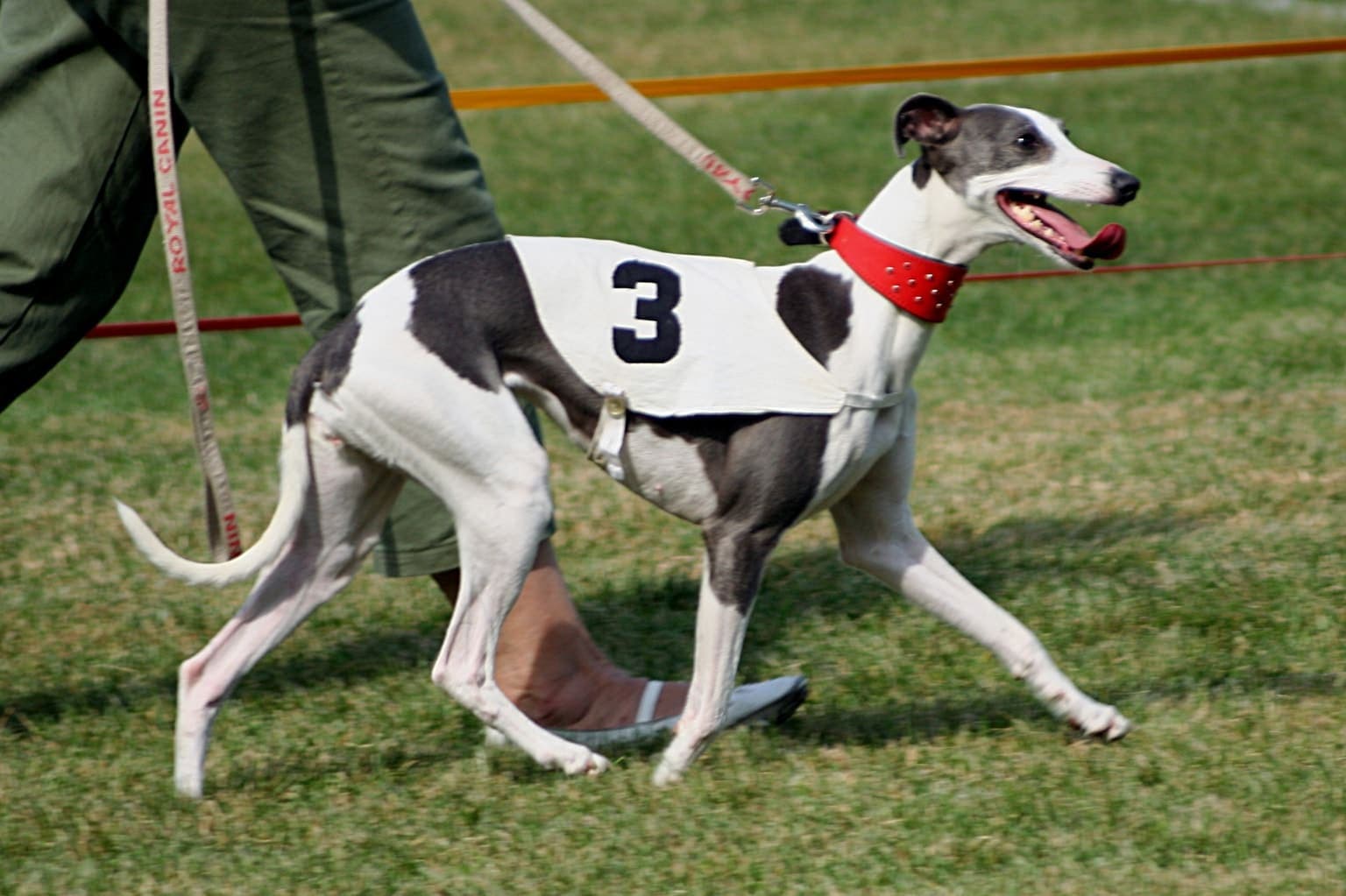 A grey-and-white Whippet walks across a grass field wearing a numbered racing jersey, its lean muscular body visible in full side profile.