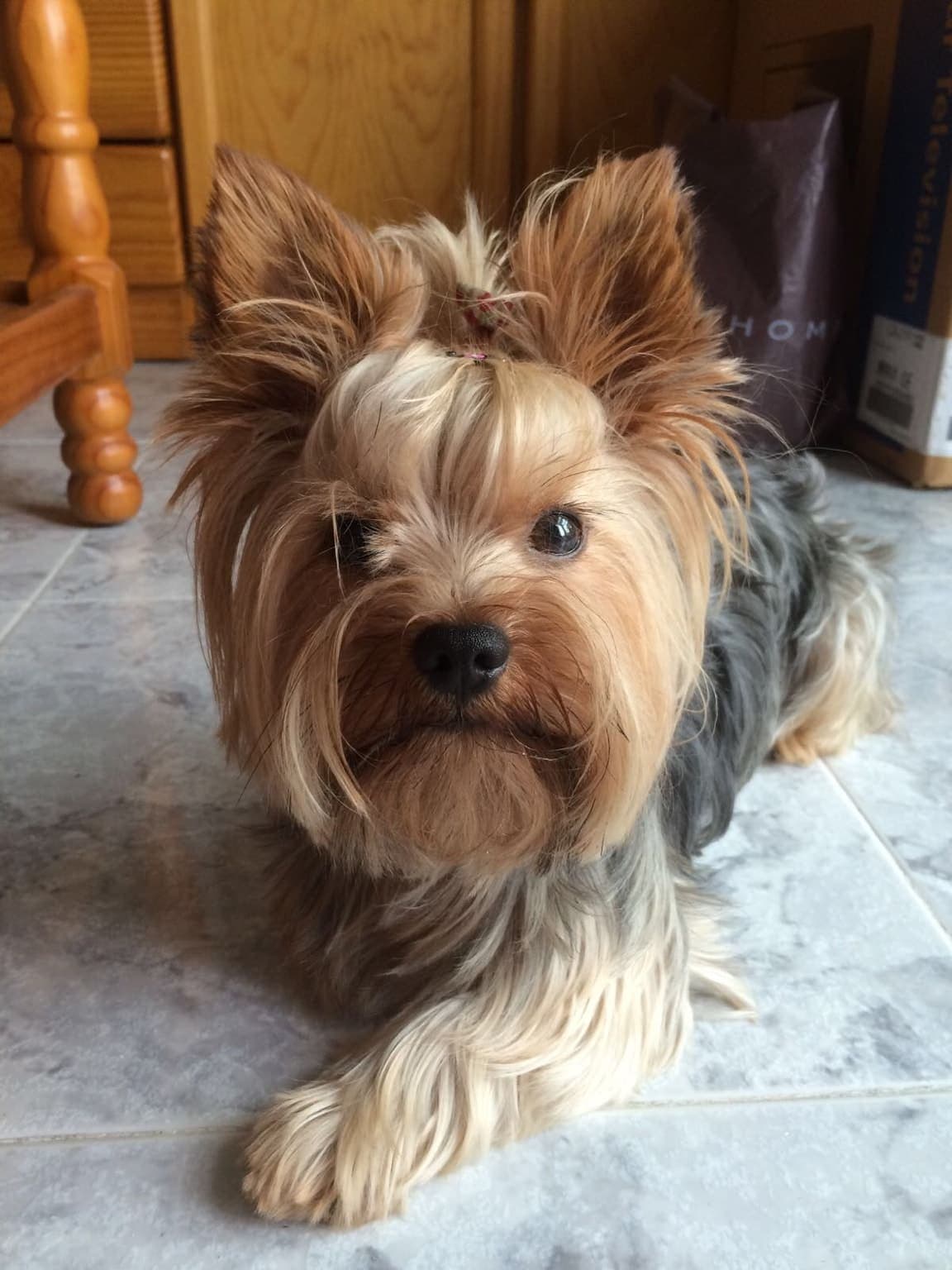 Close-up face portrait of a Yorkshire Terrier on a tile floor, showing its tan-and-grey coat and alert dark eyes.