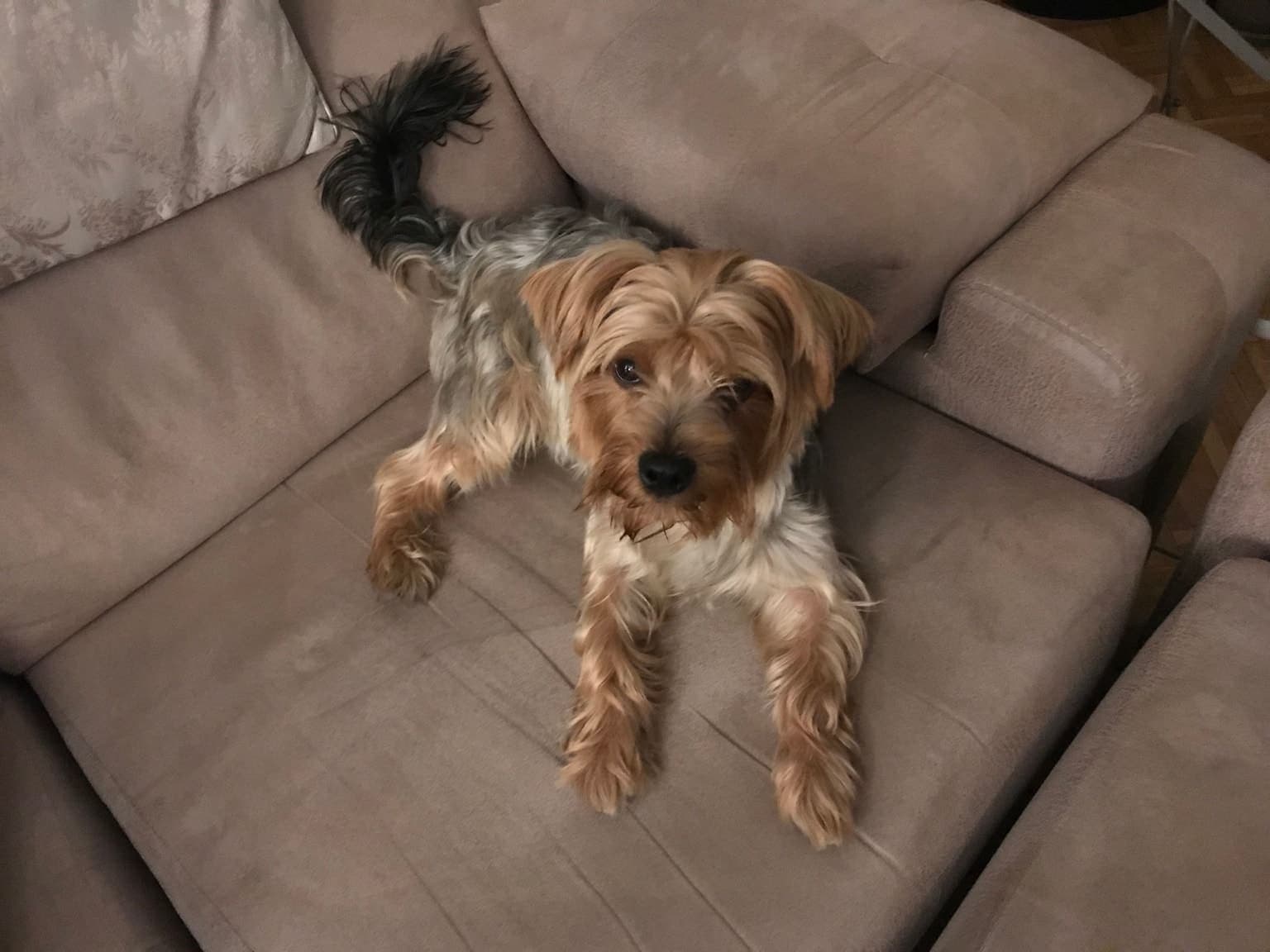 A steel-blue and tan Yorkshire Terrier reclines on a couch, front paws forward, its silky coat visible in indoor light.