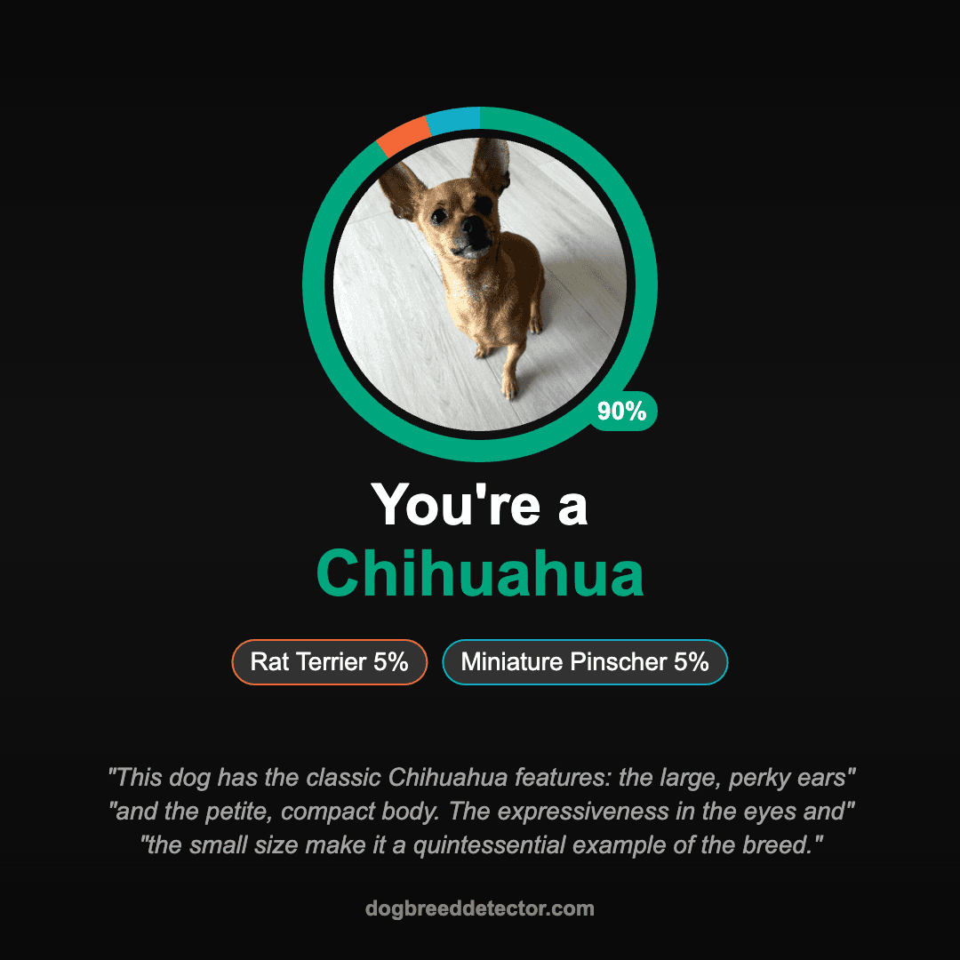 Sample dog photo